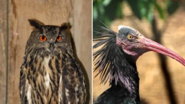 Καταστροφές στο Αττικό Ζωολογικό Πάρκο λόγω της κακοκαιρίας: Δραπέτευσαν σπάνια πουλιά