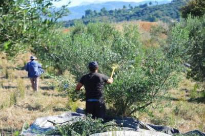 Καθυστερούν οι διαδικασίες για εποχικούς εργάτες: Καμπάνα κινδύνου για ελαιοπαραγωγή από τον “Νηλέα”