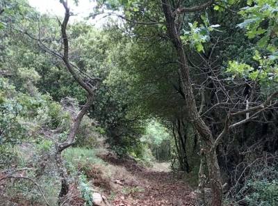 Ψήφισμα για ελλείψεις στο Δασαρχείο Κυπαρισσίας