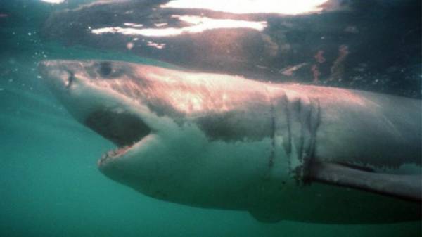 Αυστραλία: Καρχαρίας επιτέθηκε και τραυμάτισε σοβαρά 36χρονο σέρφερ