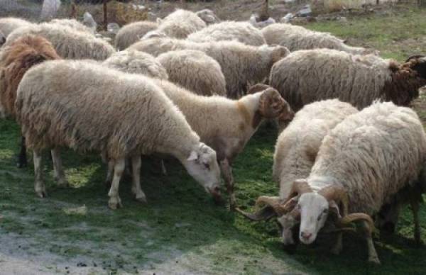 Ψεκασμοί σε κτηνοτροφικές μονάδες της Πελοποννήσου για τον καταρροϊκό πυρετό