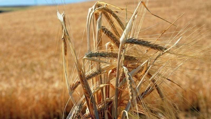 Τα σιτηρά της Ουκρανίας στο επίκεντρο των συνομιλιών ΟΗΕ-ΕΕ