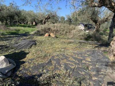 Το ΚΚΕ Μεσσηνίας με αφορμή την εισήγηση Μαντά: “Να λύσει πρώτα η κυβέρνηση το θέμα του ελαιοκομικού μητρώου”