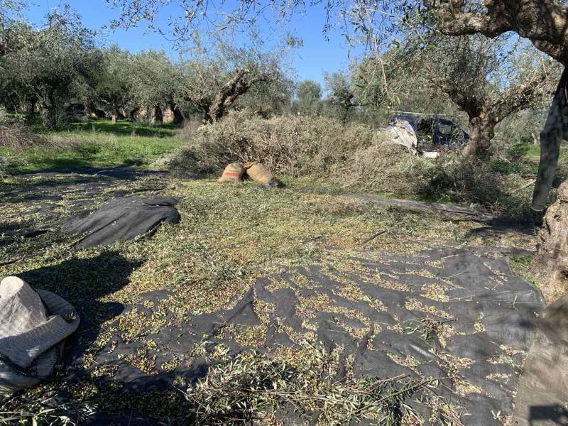 Το ΚΚΕ Μεσσηνίας με αφορμή την εισήγηση Μαντά: “Να λύσει πρώτα η κυβέρνηση το θέμα του ελαιοκομικού μητρώου”
