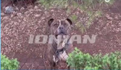 Ζάκυνθος: Συγκλονίζει ο θάνατος του 2χρονου από επίθεση πιτ μπουλ (Βίντεο)