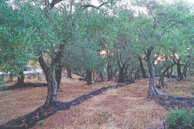 Στον αέρα οι πληρωμές των ΟΕΦ Τριφυλίας