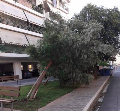 Καλαμάτα: Εγειραν από τον άνεμο δύο δέντρα στο Πάρκο Τσέπης της Βύρωνος