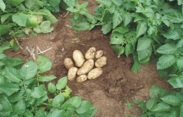 Σχέδιο για καλλιέργεια πατάτας σε θερμοκήπιο στη Μεσσηνία (βίντεο)