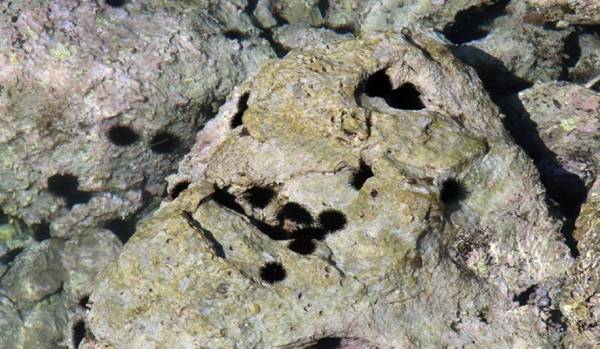 Επιδημία σκοτώνει τους αχινούς στην Ερυθρά Θάλασσα