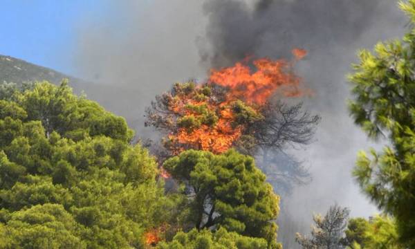 Συνολικά 44 δασικές πυρκαγιές το τελευταίο 24ωρο