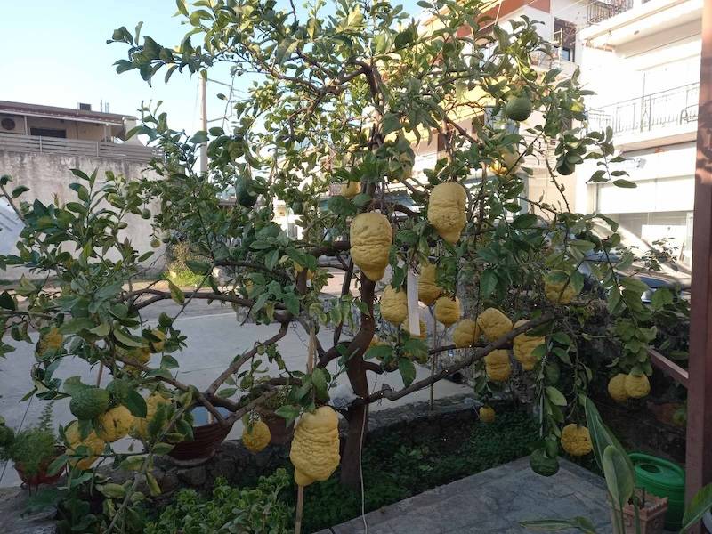 Κίτρο γίγας πάνω από 4 κιλά