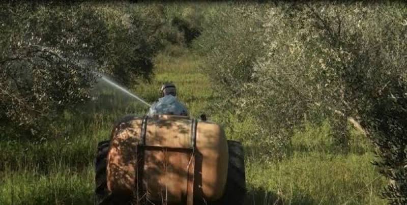 Ψεκασμοί δακοκτονίας από τη ΔΑΟΚ Τριφυλίας