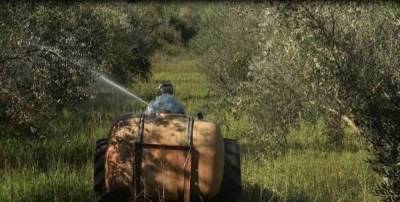 Ψεκασμοί δακοκτονίας από τη ΔΑΟΚ Τριφυλίας
