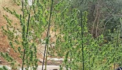 Κέρκυρα: Σύλληψη για καλλιέργεια κάνναβης - Κατασχέθηκαν 18 δενδρύλλια