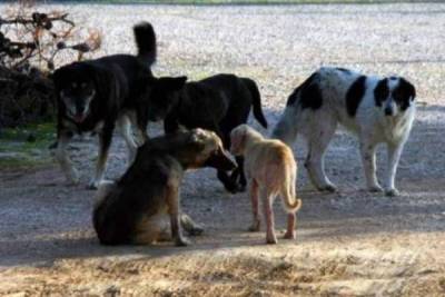 Διαμαρτυρία για τα αδέσποτα στους Γαργαλιάνους