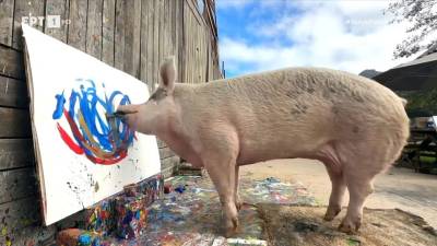 «Pigcasso»: Το γουρούνι που ζωγραφίζει και... έχει κερδίσει πάνω από ένα εκατομμύριο λίρες