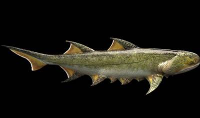Βρέθηκε απολίθωμα κινεζικού ψαριού ηλικίας 439 εκατ. ετών - Είχε τα αρχαιότερα σαγόνια που έχουν ποτέ βρεθεί