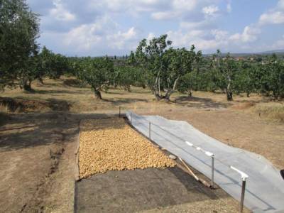 Μειωμένη η παραγωγή σύκων λόγω καύσωνα (βίντεο) 