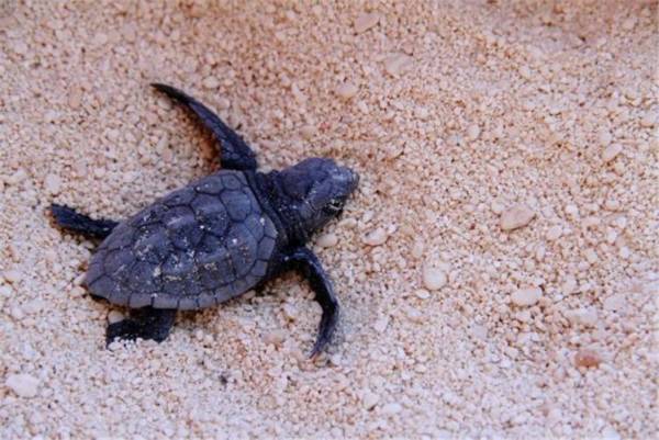 &quot;Αρχέλων&quot;: Ξεκίνησαν οι δράσεις προστασίας της θαλάσσιας χελώνας caretta- caretta