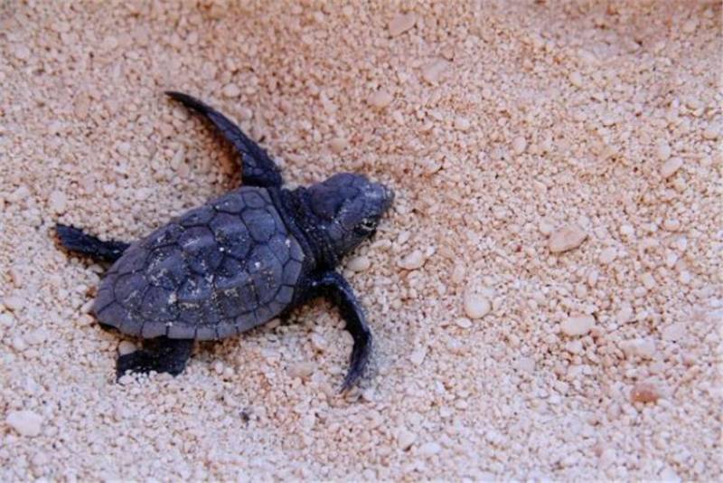 "Αρχέλων": Ξεκίνησαν οι δράσεις προστασίας της θαλάσσιας χελώνας caretta- caretta