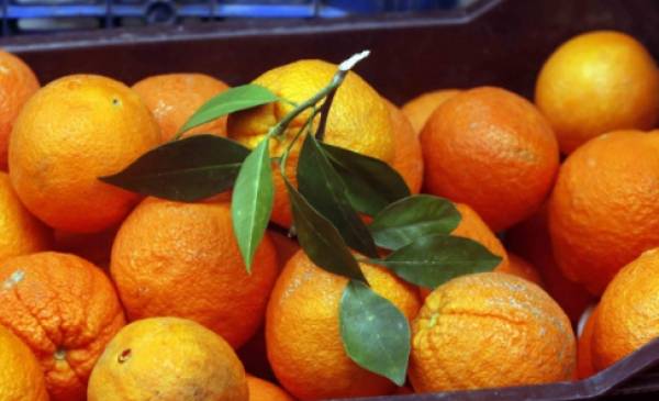 Ελεγκτές δέσμευσαν 1,5 τόνο ακατάλληλα πορτοκάλια στου Ρέντη