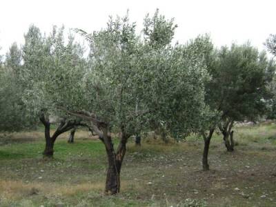 Συζήτηση για τα αγροτικά προβλήματα στο Χανδρινού 