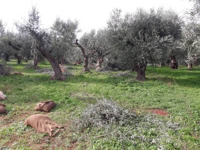 Αραχωβίτης για δάνεια αγροτών