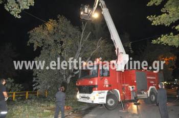 Καλαμάτα: Εκοψαν λεύκα που παραλίγο να ρίξει κολόνα της ΔΕΗ στην Αρτέμιδος