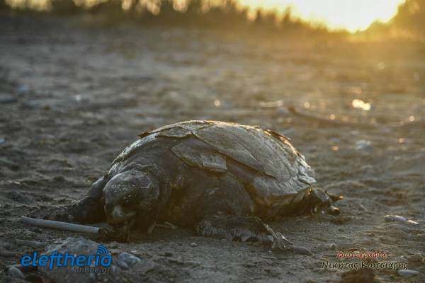 Θλιβερό ρεκόρ σημείωσαν πέρυσι οι θάνατοι θαλασσίων χελωνών