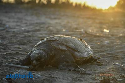 Θλιβερό ρεκόρ σημείωσαν πέρυσι οι θάνατοι θαλασσίων χελωνών