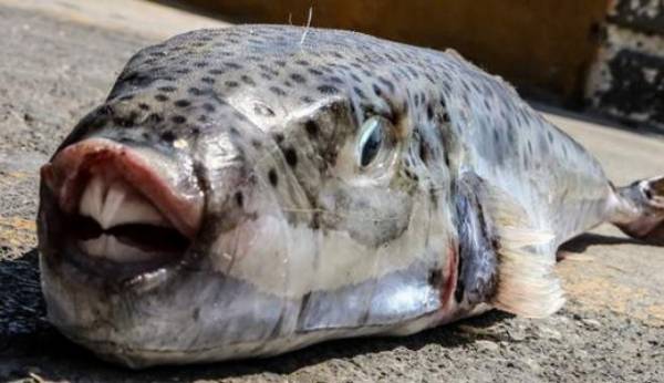 Συναγερμός για τοξικό ψάρι στη Σέριφο