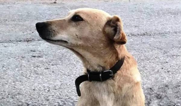 Κτηνωδία στην Κρήτη: Σκότωσαν σκύλο με όπλο