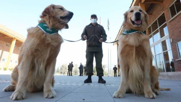 Χιλή: Τα σκυλιά στην υπηρεσία των τεστ για τον νέο κορονοϊό