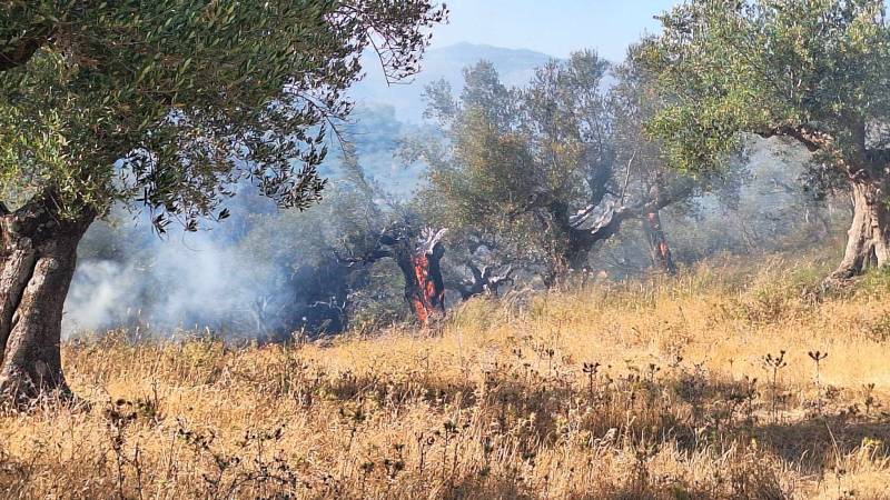 Μεσσηνία: Οριοθετημένη η φωτιά στο Νεοχώρι - Εχει κάψει έως τώρα 500 στρέμματα