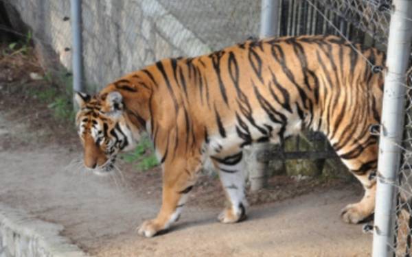 Ζωολογικό κήπο στην Καλαμάτα ζητεί ο Μπρεδήμας