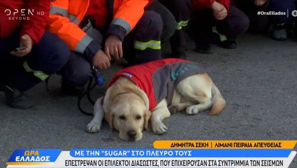 Sugar: Ο σκύλος που βοήθησε στην επιχείρηση στην σεισμόπληκτη Τουρκία (βίντεο)