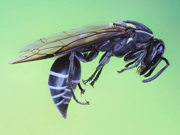Το δηλητήριο της βραζιλιάνικης σφήκας σκοτώνει τα καρκινικά κύτταρα (video)