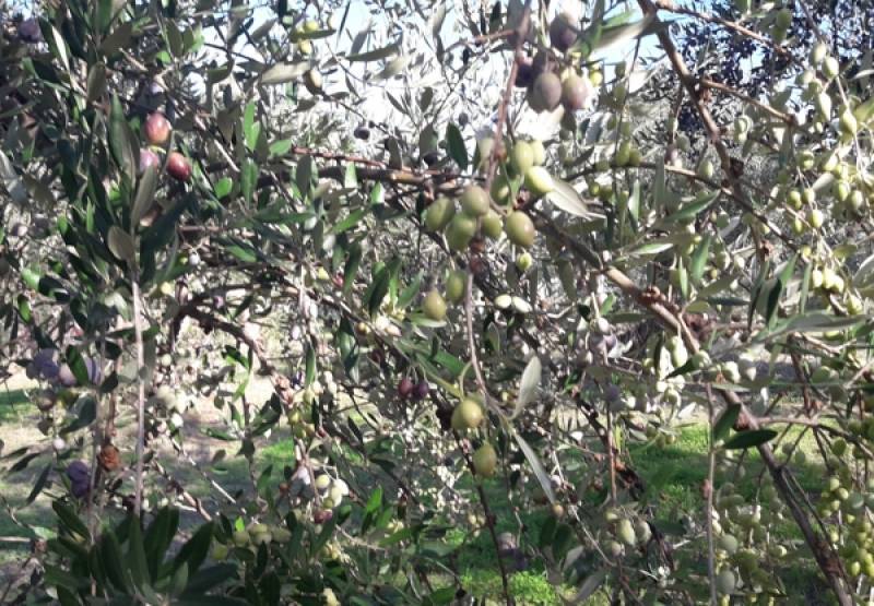 Η ξηρασία έπληξε ελαιοκαλλιέργειες στην Αυλώνα Τριφυλίας – Αίτημα καταγραφής ζημιών