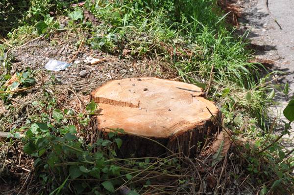 Εγκριση για κοπή τριών δέντρων σε γειτονιές της Καλαμάτας