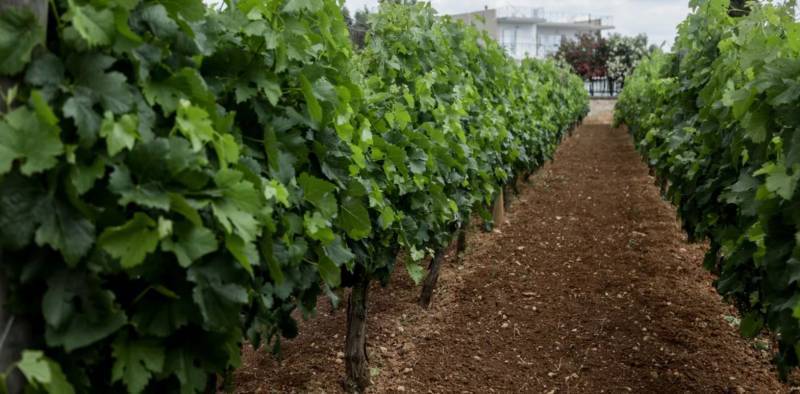 Αιτήσεις για το πρόγραμμα αναδιάρθρωσης αμπελώνων