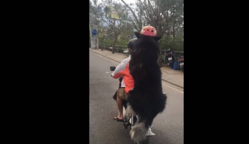 Σκύλος συνεπιβάτης μηχανής - Αλλά είναι ασφαλής, φοράει κράνος (Βίντεο)