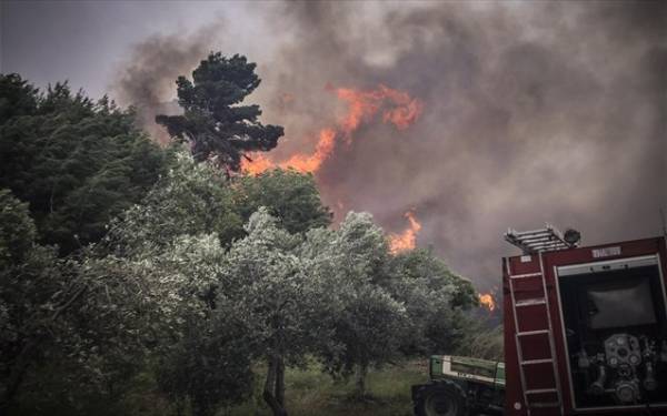 Πυρκαγιά σε δασική έκταση στην περιοχή Ροβιές Ευβοίας