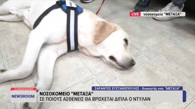 Νοσοκομείο Μεταξά: Πώς ο σκύλος θεραπείας «Ντύλαν» αλλάζει την εμπειρία των ασθενών