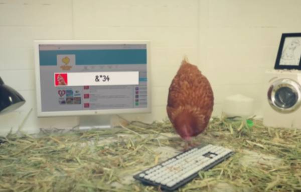 Το κοτόπουλο που μπορεί και τουιτάρει και έχει πάνω από 33.000 followers (βίντεο)