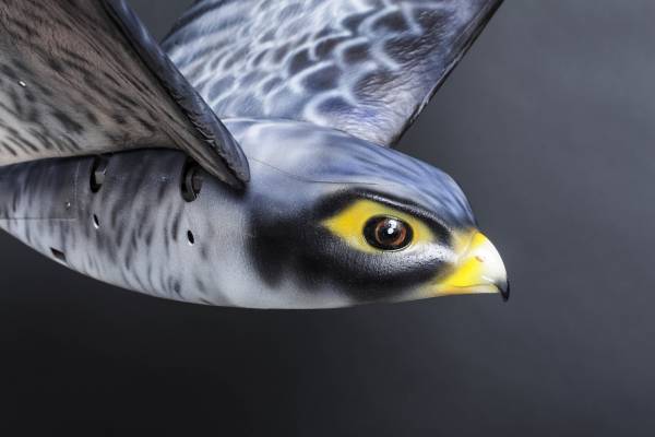 Ρομποτικό πουλί διώχνει τα πραγματικά πουλιά μακριά από τα αεροπλάνα