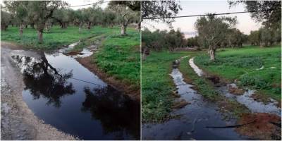 Καταγγελία για λιόζουμα σε χωράφι στα Φιλιατρά (φωτογραφίες)