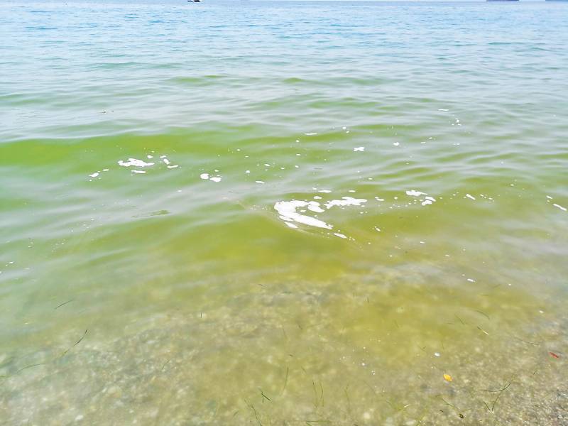 Φυτοπλαγκτόν δίνει χρώμα στη θάλασσα - Αδύνατη η διαρροή λυμάτων από το βιολογικό καθαρισμό λέει η ΔΕΥΑΚ
