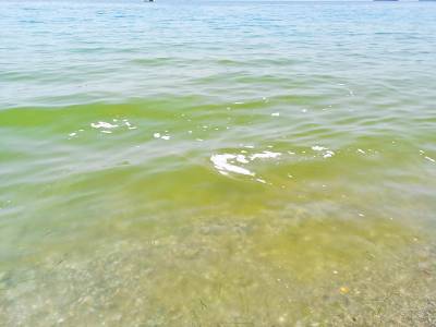 Φυτοπλαγκτόν δίνει  χρώμα στη θάλασσα - Αδύνατη η διαρροή λυμάτων από το βιολογικό καθαρισμό λέει η ΔΕΥΑΚ