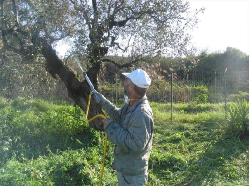 Το σημερινό πρόγραμμα δακοκτονίας