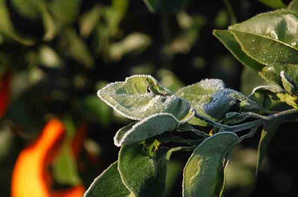 Οι χαμηλές θερμοκρασίες απειλούν καλλιέργειες στην Τριφυλία